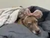Disney ready dog- featured