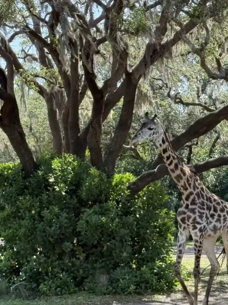 Giraffe at Animal Kingdom