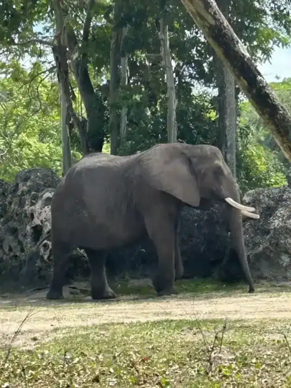 Elephant at Up close with Giants Tour, Animal Kingdom, Disney World - on our budget trip to Disney. Save up for enchanting extras using gift cards from Top Cash back. 
