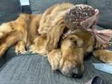 Pet Friendly Hotels Near Disney World with Free Breakfast & Kitchen on Points