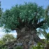Disney Blizzard Beach Review + Last-Minute Epcot Dining at Garden Grill